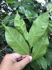 Ficus irisana