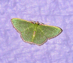 Synchlora irregularia