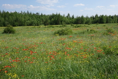 Lilium pensylvanicum