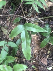 Diplazium donianum