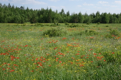 Lilium pensylvanicum