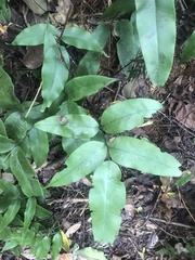 Diplazium donianum