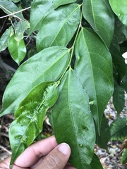 Ficus irisana
