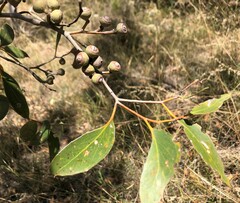 Eucalyptus arenacea