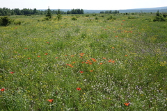 Lilium pensylvanicum