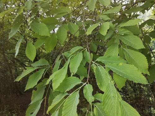 Fagus engleriana, photographed by an iNaturalist contributor
