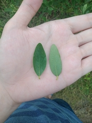 Wikstroemia indica