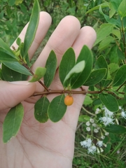 Wikstroemia indica