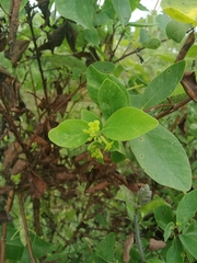 Wikstroemia indica