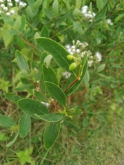Wikstroemia indica