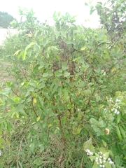 Wikstroemia indica