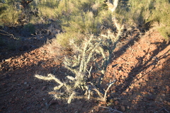 Cylindropuntia molesta molesta