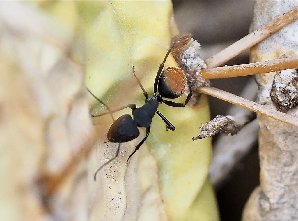 Camponotus ellioti