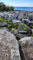 Cissus verticillata
