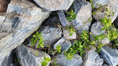 Cissus verticillata
