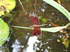 Neurothemis stigmatizans
