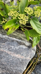 Cissus verticillata