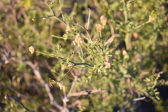 Prosopidastrum mexicanum