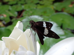 Notocrypta waigensis