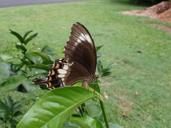 Papilio fuscus