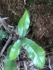 Tectaria harlandii