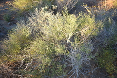 Prosopidastrum mexicanum