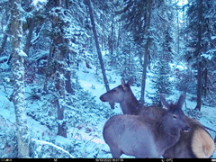 Cervus canadensis sibiricus