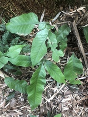 Tectaria harlandii