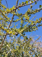 Randia obcordata