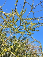 Randia obcordata