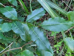 Itea