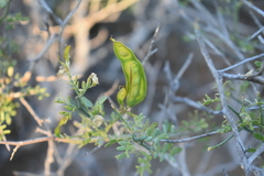 Prosopidastrum mexicanum
