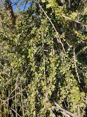 Randia obcordata
