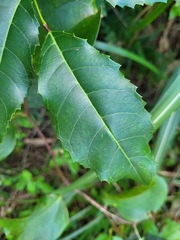 Itea