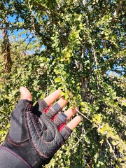 Randia obcordata