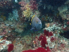 Plectroglyphidodon apicalis