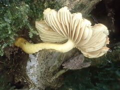 Inocybe lutea