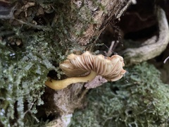 Inocybe lutea