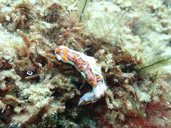 Miamira flavicostata