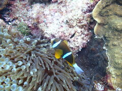 Amphiprion akindynos
