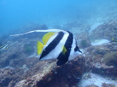 Heniochus acuminatus