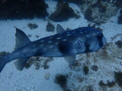 Chilomycterus reticulatus