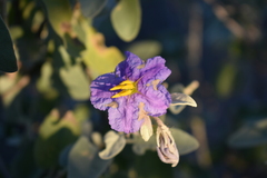 Solanum hindsianum