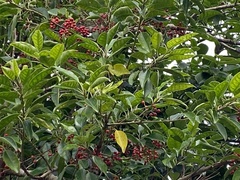 Ilex rotunda