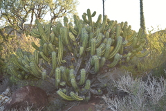 Myrtillocactus cochal