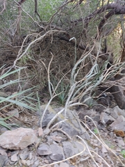 Peniocereus marianus