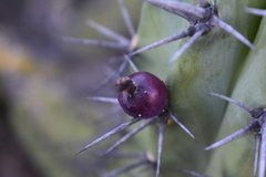 Myrtillocactus cochal