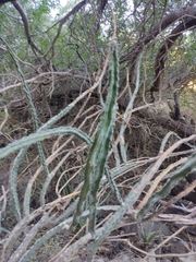 Peniocereus marianus