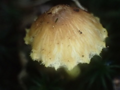 Inocybe lutea