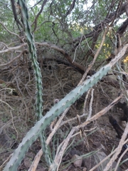 Peniocereus marianus